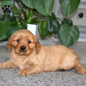 Andy, Miniature Golden Retriever Puppy