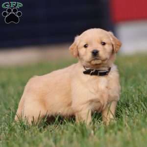Andy, Golden Retriever Puppy