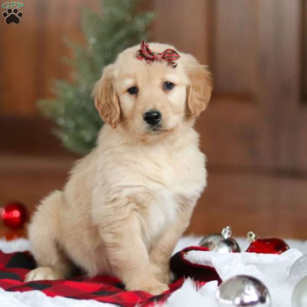 Angel, Golden Retriever Puppy