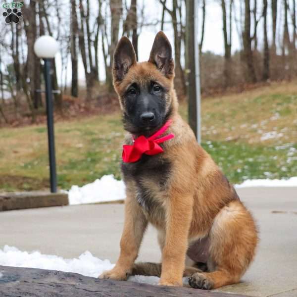 Angel, Belgian Malinois Puppy