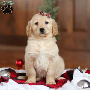 Angel, Golden Retriever Puppy