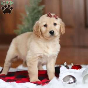 Angel, Golden Retriever Puppy