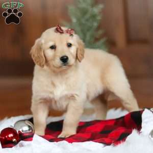 Angel, Golden Retriever Puppy