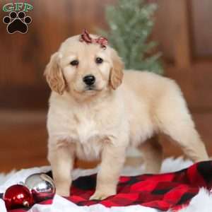 Angel, Golden Retriever Puppy