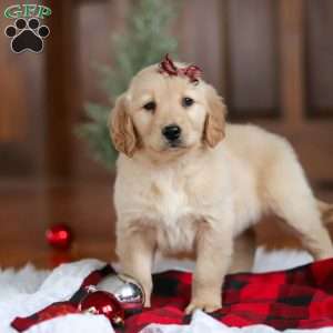 Angel, Golden Retriever Puppy