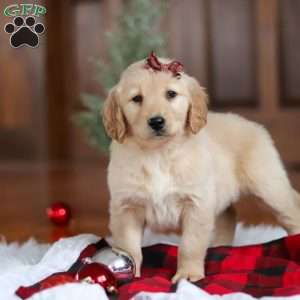 Angel, Golden Retriever Puppy