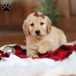 Angel, Golden Retriever Puppy