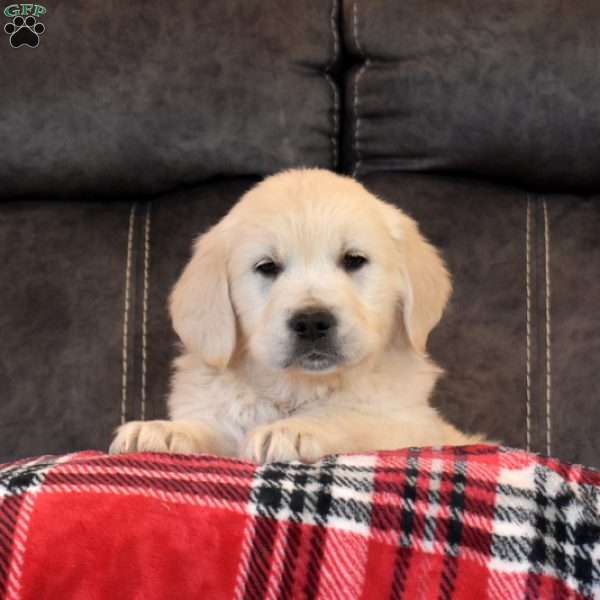 Angel, English Cream Golden Retriever Puppy