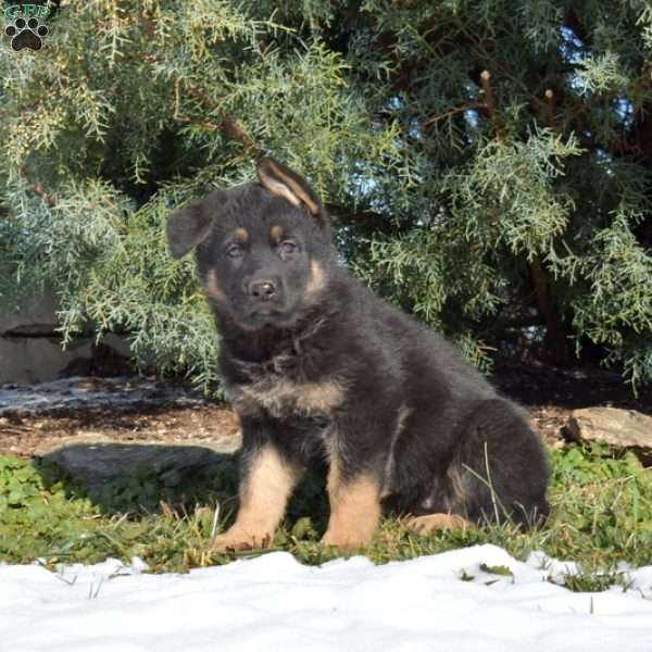 Angel, German Shepherd Puppy