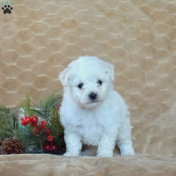 Angel, Bichon Frise Puppy