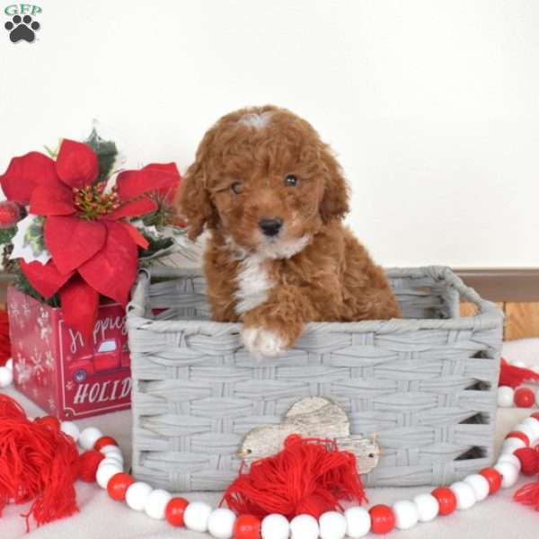 Angel, Miniature Poodle Puppy