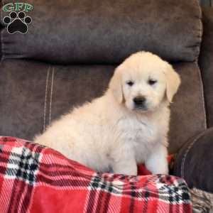 Angel, English Cream Golden Retriever Puppy