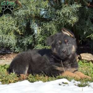 Angel, German Shepherd Puppy