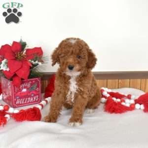 Angel, Miniature Poodle Puppy
