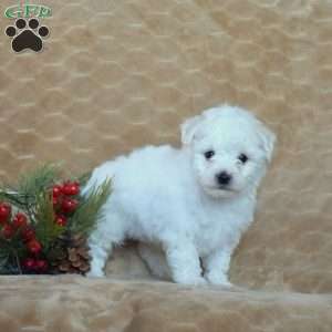 Angel, Bichon Frise Puppy