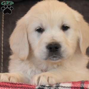 Angel, English Cream Golden Retriever Puppy
