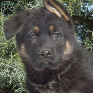 Angel, German Shepherd Puppy