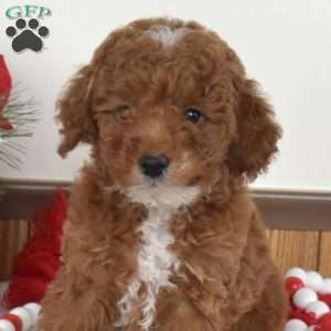 Angel, Miniature Poodle Puppy