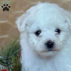 Angel, Bichon Frise Puppy