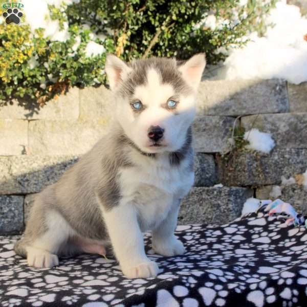 Angel, Siberian Husky Puppy
