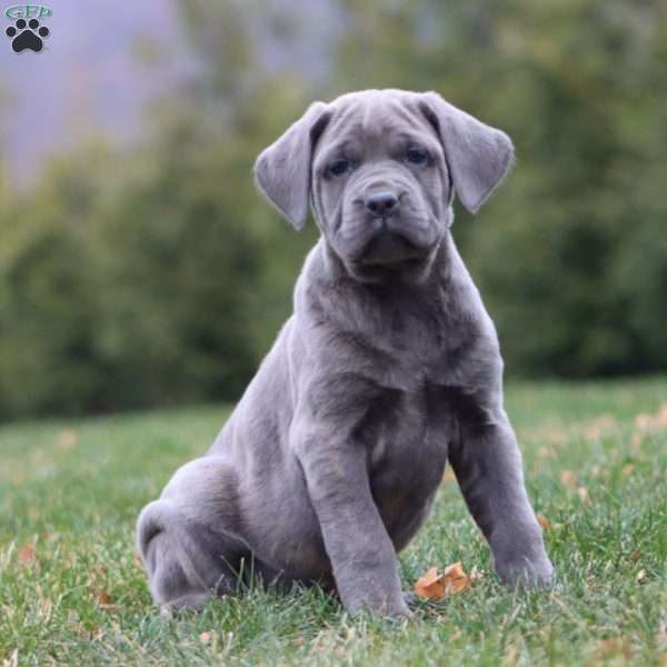Angel, Cane Corso Puppy
