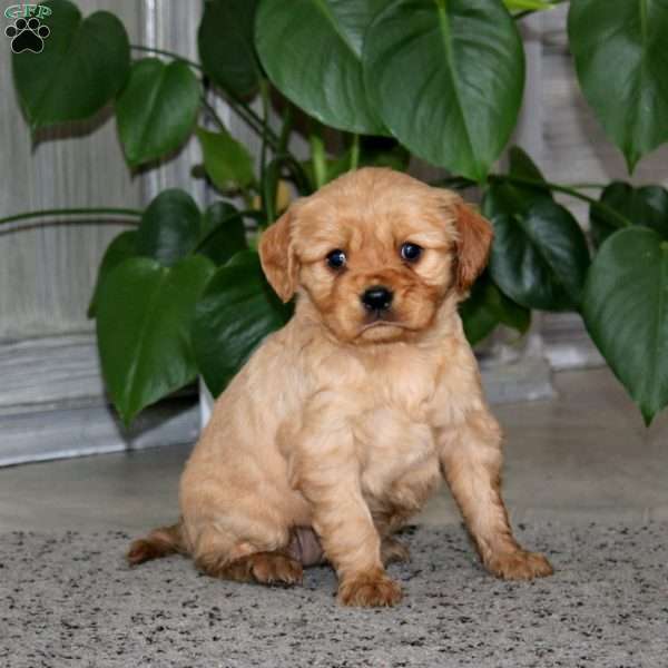 Angel, Miniature Golden Retriever Puppy