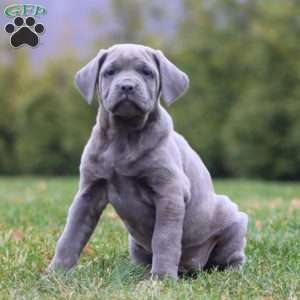Angel, Cane Corso Puppy