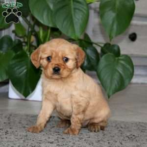 Angel, Miniature Golden Retriever Puppy