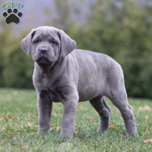 Angel, Cane Corso Puppy
