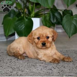 Angel, Miniature Golden Retriever Puppy