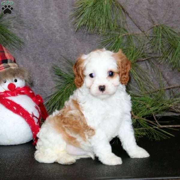 Angel, Cavapoo Puppy