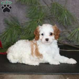 Angel, Cavapoo Puppy