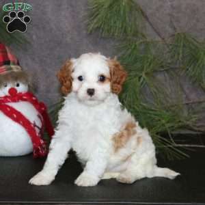 Angel, Cavapoo Puppy