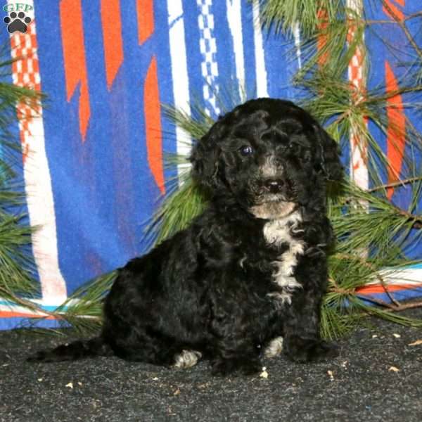 Angela, Mini Goldendoodle Puppy