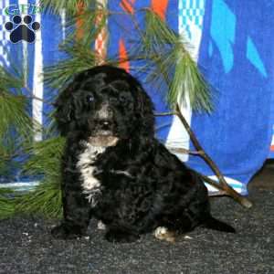 Angela, Mini Goldendoodle Puppy