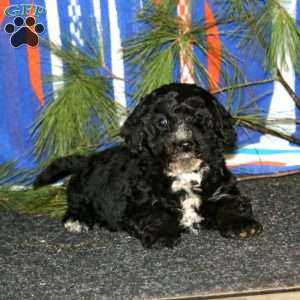 Angela, Mini Goldendoodle Puppy