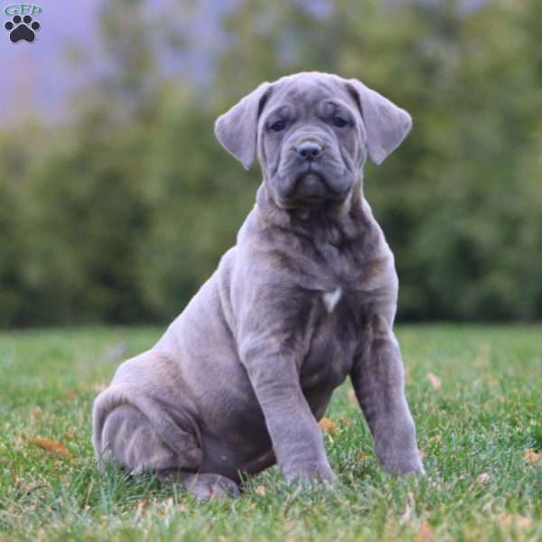 Angie, Cane Corso Puppy