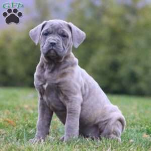 Angie, Cane Corso Puppy