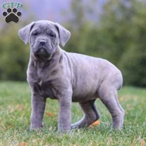 Angie, Cane Corso Puppy