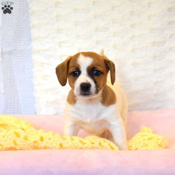 Anita, Jack Russell Mix Puppy