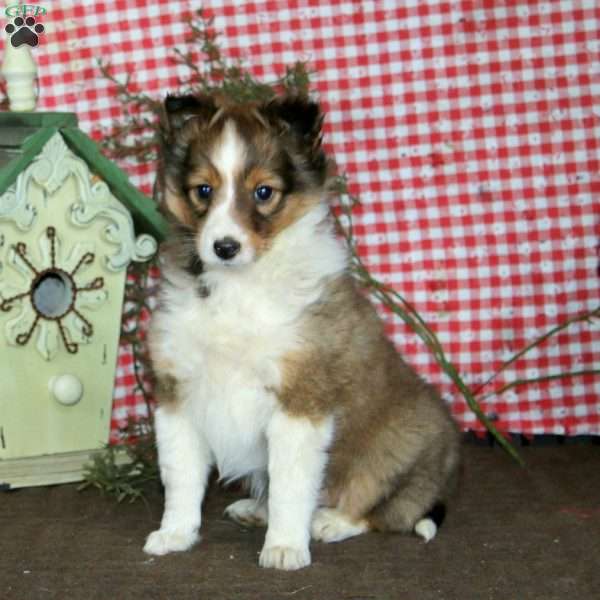 Anita, Sheltie Puppy
