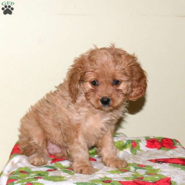 Anna, Cavapoo Puppy