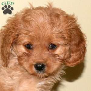 Anna, Cavapoo Puppy