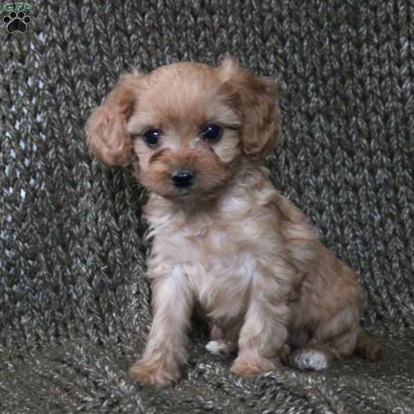 Annie, Cavapoo Puppy