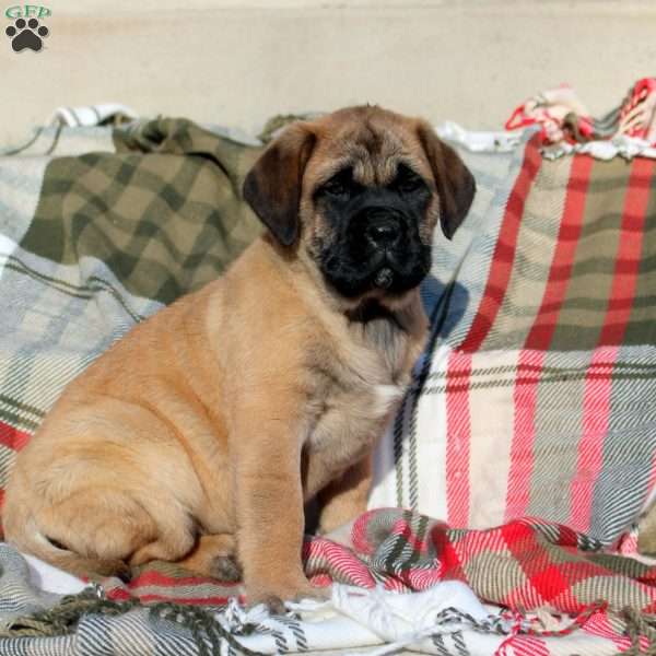Annie, English Mastiff Puppy