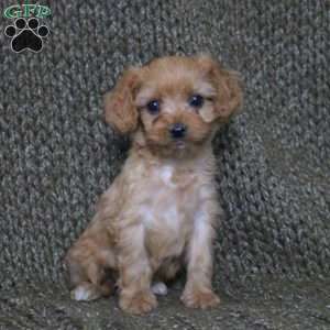 Annie, Cavapoo Puppy
