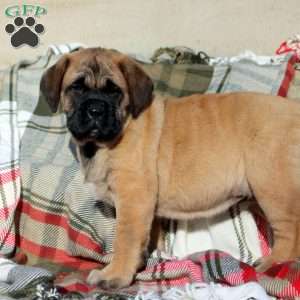 Annie, English Mastiff Puppy