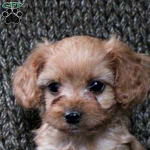Annie, Cavapoo Puppy