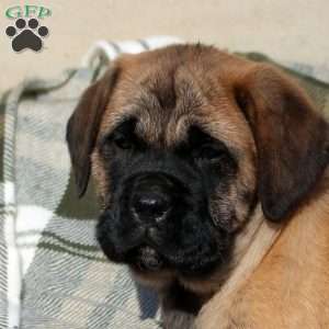 Annie, English Mastiff Puppy