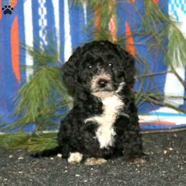 Annie, Mini Goldendoodle Puppy